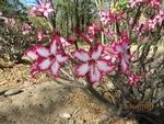 Adenium