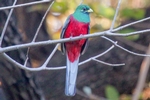 Narina Trogon