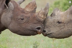 Rhino Kiss
