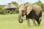 Rhino Safari Camp - Elephant in front of room