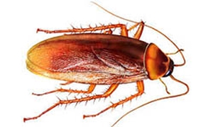 Roach Control Zimbabwe
