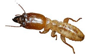 Termite control Zimbabwe
