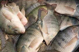 Fresh Tilapia Bream