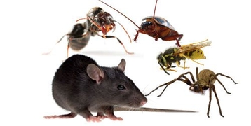 Rodents baiting /extermination 