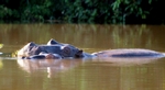 Hippo family - Mazowe River